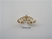 藏品(尺蛾159)的圖片